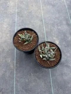 2025年最新】アガベ 氷山の人気アイテム - メルカリ