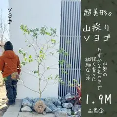 2026年最新】ソヨゴの人気アイテム - メルカリ