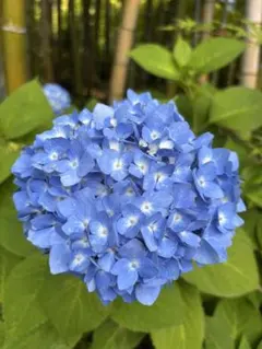 リリィジュ　お試しセットのサムネイル