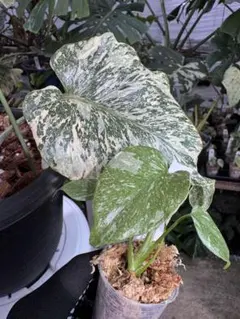 2026年最新】モンステラ デリシオーサ 斑入りの人気アイテム - メルカリ