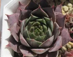 センペルクレージつばささん命名 灰 桜 Sempervivum センペル - メルカリ
