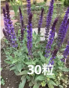 サルビアネモローサカラドンナ　種　30粒のサムネイル