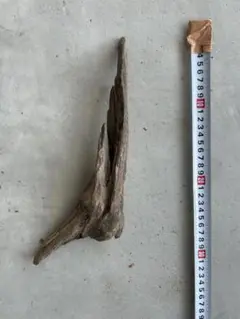 流木 約30cm 尖った形状