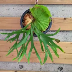 ビカクシダPlatycerium hillii コルク付 大株 - メルカリ