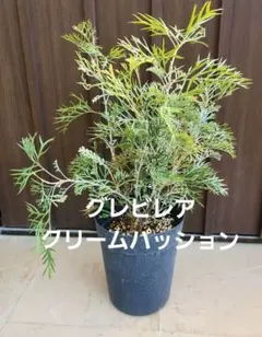 グレビレア ハニーワンダー オージープランツ 斑入り 苗木 希少 レア