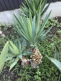 2025年最新】グロリオサ ユッカの人気アイテム - メルカリ