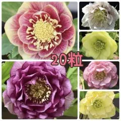 2026年最新】クリスマスローズ 種の人気アイテム - メルカリ