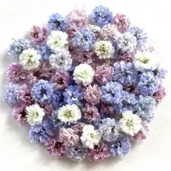 押し花 NO.392 千鳥草 - メルカリ