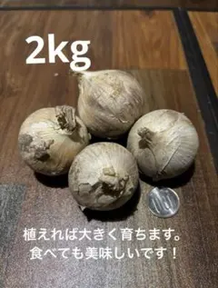 2025年最新】ニンニク 無農薬の人気アイテム - メルカリ