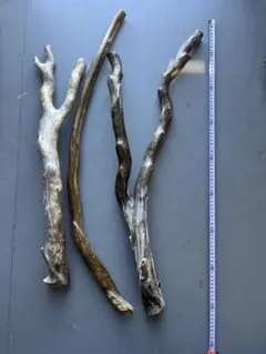 2025年最新】深海松の人気アイテム - メルカリ