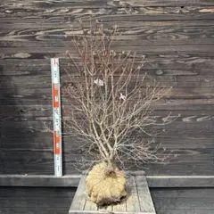 ミツバツツジ 白花 大株 【品番3622】 - メルカリ