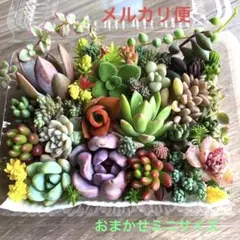 多肉植物♡おまかせ韓国苗セダム詰め合せ♡ちまちま寄せ植えカット苗セットe