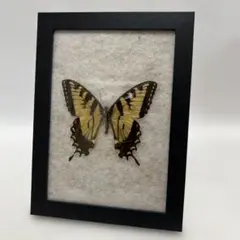 希少蝶の標本採取1966/1984等現状品のみケース約50x42x6cm 希少蝶の標本採取1966/1984等現状品のみケース約50x42x6cm