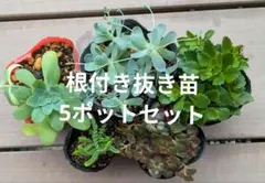 2026年最新】多肉 抜き苗 セットの人気アイテム - メルカリ