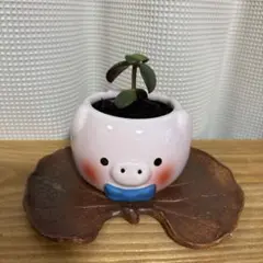 金のなる木　盆栽風　ぶた　ピンク　鉢？付き　ミニ盆栽　受け皿ナシのサムネイル