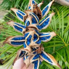 美株・新芽あり】タビビトノキ 8号 特大 観葉植物 - メルカリ