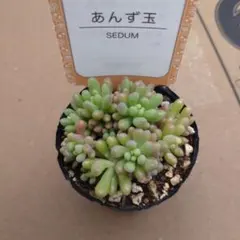 2025年最新】セダム 雫玉の人気アイテム - メルカリ