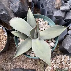 2025年最新】アガベ パリー 姫吉祥天の人気アイテム - メルカリ