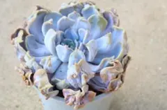 2025年最新】スリラーパール 多肉の人気アイテム - メルカリ