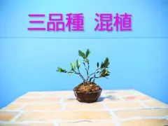 2025年最新】盆栽 皐月の人気アイテム - メルカリ