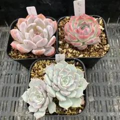 おとく様専用　速達付きエケベリア　3種セット　⑥