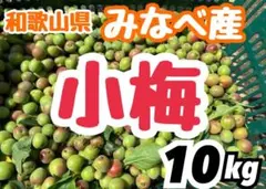 4 和歌山県 みなべ産 小梅 青梅 朝採り 10kg 本日発送のサムネイル