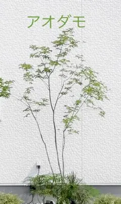 【専用】イロハモミジ/単木【現品発送】管理70561 イロハモミジ/単木【現品発送】管理70561 イロハモミジ植木