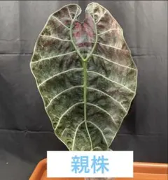 アロカシア ワトソニアナ　ピンク斑入り　芋1つのサムネイル
