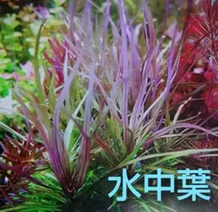 ミッチー326様 リクエスト 2点 まとめ商品