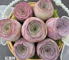 新品種　グリーノビア　パルマ交配種　アエオニウム　　多肉植物　I株のサムネイル