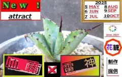 アガベ　ハイブリッド　處女座　活着株鉢ごと発送　タグ付き　メルカリ便 アガベ ハイブリッド 處女座 活着株鉢ごと発送 タグ付き