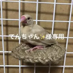 てんちゃん✨様専用