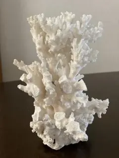 2025年最新】珊瑚オブジェの人気アイテム - メルカリ