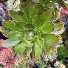 多肉植物。 アエオニウム鳳凰牡丹法師錦カット苗 - メルカリ