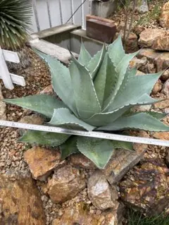 オバティフォリア大株2 抜き苗らくらくメルカリ便 2025年最新】オバティ