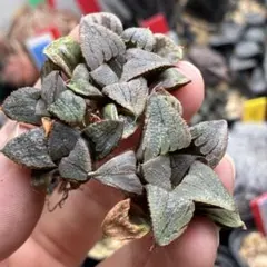 【特価】ハオルチア　 媚鳳錦　極上株　3株セットのサムネイル