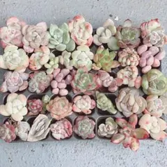 ⑤　サービス品！ 韓国苗　カット苗　 ミニミニ寄せ植え用　多肉植物