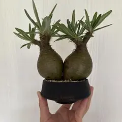 2025年最新】加藤裕章 鉢の人気アイテム - メルカリ