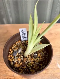 2026年最新】吉祥冠の人気アイテム - メルカリ