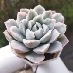 かーかん様 リクエスト 2点 まとめ商品