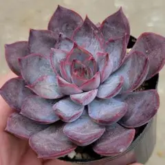 2025年最新】ロウルサンコ 毒リンゴの人気アイテム - メルカリ