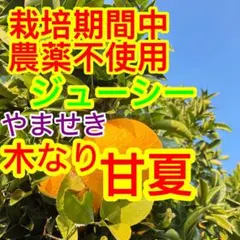 土日特売！新鮮！ジューシー、樹なり甘夏みかん、4.5kg・ピール・ジャム最適