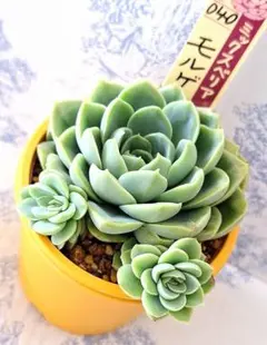 ミックスベリア　おらいさん苗　5点セット　札なし　メルカリ便 2025年最新】おらいさん苗の人気アイテム - メルカリ