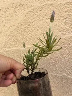 デンタータラベンダー 苗 白花 強い香り⑦ - メルカリ