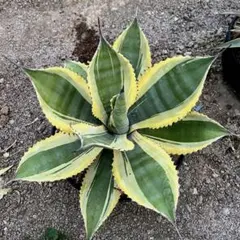 2025年最新】リップルエフェクトの人気アイテム - メルカリ