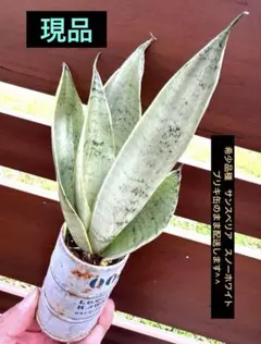 ユ*ヤ様 S4551★オークション販売★ サンスベリア スノーホワイト 超希少極 2025年最新】スノーホワイト サンスベリアの人気アイテム - メルカリ