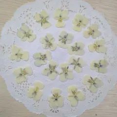 No.1071 ビオラの押し花 パステルクリーム ミニサイズ／押し花素材