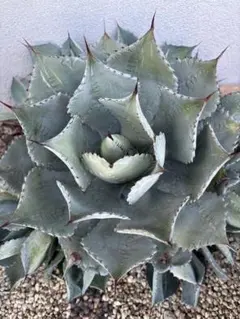 2026年最新】AGAVE godzillaの人気アイテム - メルカリ