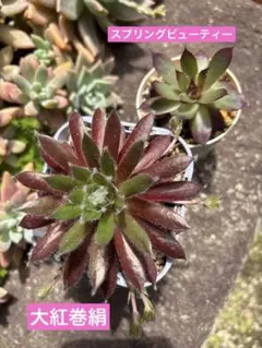 多肉植物 センペルビウム テクトラム ルージュ No.62【桃】 - メルカリ