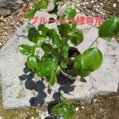 ブルーベル様専用 サンキライの苗3株 雌雄不明のサムネイル